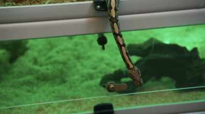 Reptiles once ruled
the planet unopposed. - Cats & Dogs 3: Paws Unite