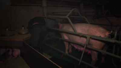 Rescuing pigs isn't straightforward, - Pignorant