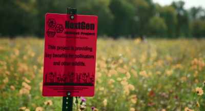 -Research is helping us
to better understand - The Pollinators
