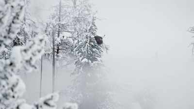 Resident bald eagles
are resourceful scavengers, - Epic Yellowstone