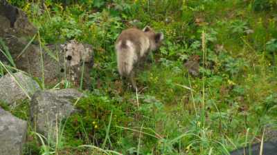 Resourceful as ever, - Wild Babies