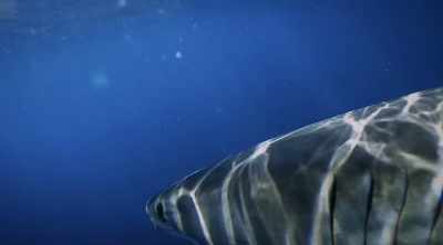 Responsible for more than
50 fatal attacks on humans - Shark Attack Files
