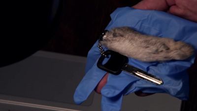 Ressler. - The Blacklist