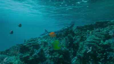 Resting at the surface allows
this sea-going, air-breathing lizard - Prehistoric Planet