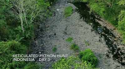 - Reticulated pythons
are ambush predators, - Kings of Pain