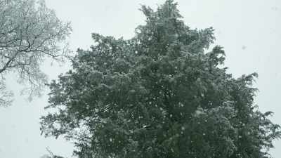 [retreating footsteps] - Mistletoe Ranch