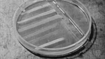 Returning to his untidy laboratory
after a holiday, - Aussie Inventions That Changed The World