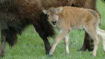 Reviving the bison hunt
may be the key - Epic Yellowstone
