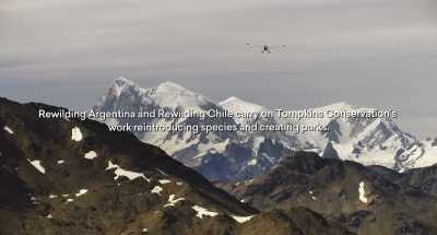 REWILDING ARGENTINA AND
REWILDING CHILE CONTINUE - Wild Life