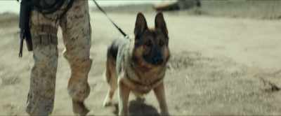(REX BARKS) - Megan Leavey