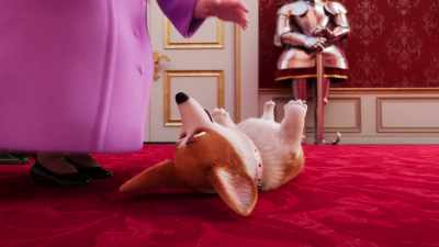 Rexy, what a belly. - The Queen's Corgi