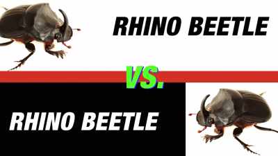 Rhino beetle and then, like,
another rhino beetle! - Absurd Planet