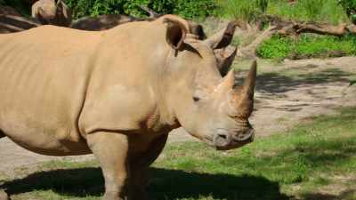 (RHINO ROARS) - Magic of Disney's Animal Kingdom