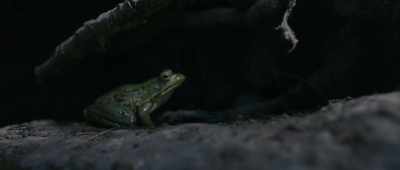 [ribbits] - Lost on a Mountain in Maine