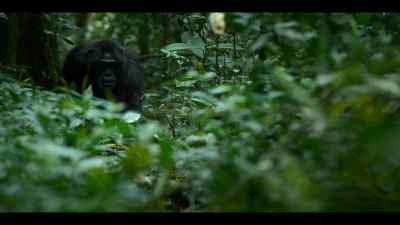 Richmond was once the western alpha, - Chimp Empire