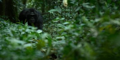 Richmond was once the western alpha, - Chimp Empire