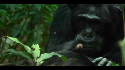 Richmond. - Chimp Empire