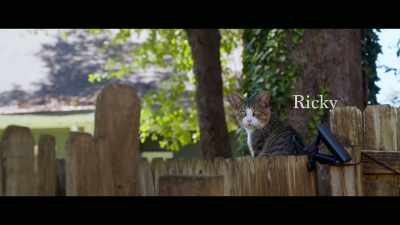 Ricky was just a
cat in the back, - Cat Daddies