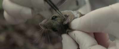 - Right by my tweezer,
that's a larva, - The Quiet Epidemic