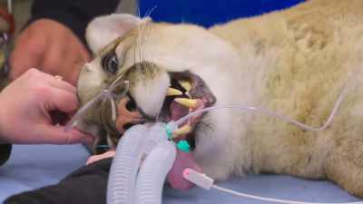 Right now he doesn't seem
painful at all, which is good, - Secrets of the Zoo