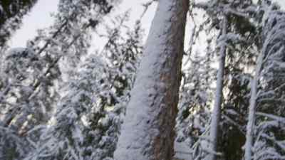 RIGHT NOW,
I'M LOOKING FOR A TREE - The Last Alaskans