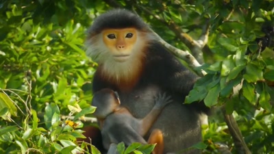 'Right now,
it's a worrying time for Mum. - A Year on Planet Earth