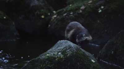 Right now they search for frogs,
snakes or lizards. - Wild Nordic