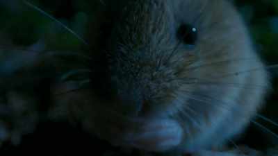 Right now, something mouse-sized
would go down perfectly. - Tiny World