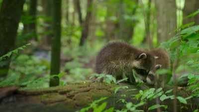 Right now, they're
looking for food - The Secret Lives of Animals
