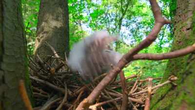 Right now,
this baby goshawk can barely stand... - Tiny World
