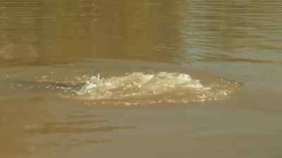 Right there, right there.
Get your hook, Willie. - Swamp People