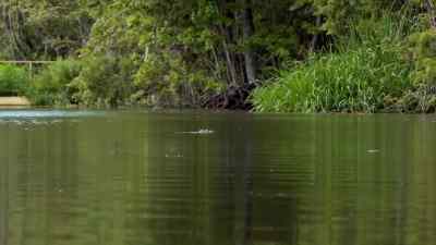 Right there. - Swamp People
