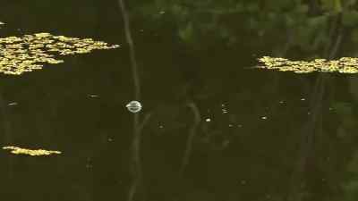 Right there. - Swamp People