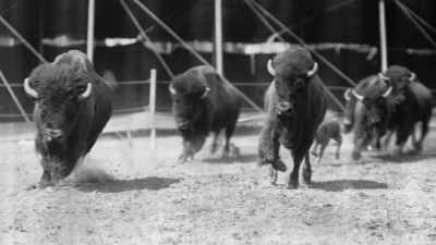 Rinella: It's amazing how
these transitions - The American Buffalo