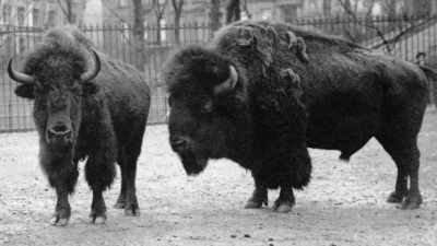 Rinella: We know its name.
It was called "Black Diamond." - The American Buffalo