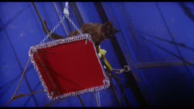 RINGMASTER: Hey! - Big Fish
