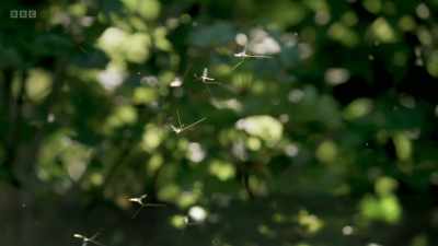 Rising and falling
with the other males, - Wild Isles