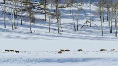 Rival packs are constantly on
the lookout for new territory. - Yellowstone: One-Fifty