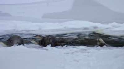 River otters may reign
supreme in water, - Yellowstone: One-Fifty