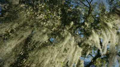 Roaches were everywhere,
and gators, - If I Leave Here Tomorrow: A Film About Lynyrd Skynyrd