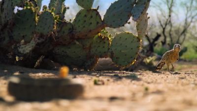 Roadrunners will eat almost anything they can catch. - Tiny World