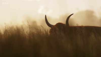 Roaming freely across them - Wild Isles