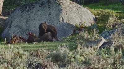 [roar] - Epic Yellowstone
