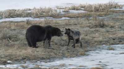 [roar] - Epic Yellowstone