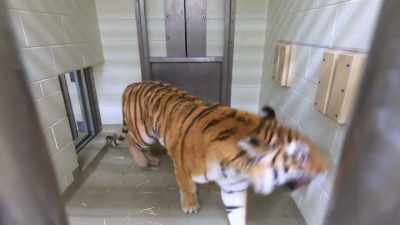 (roar) - Secrets of the Zoo