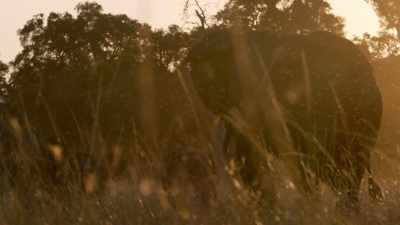 (ROARING CONTINUES) - Dynasties