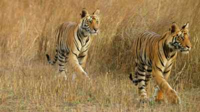 (ROARING IN DISTANCE) - Dynasties