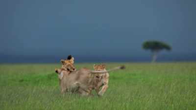 (ROARING LIGHTLY) - Dynasties