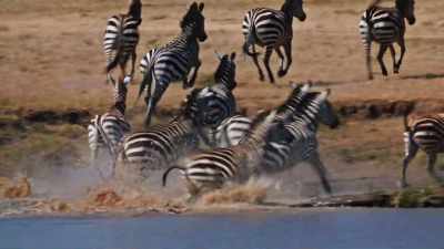 (roaring) - A Safari Romance