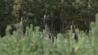[roaring] - Prehistoric Planet